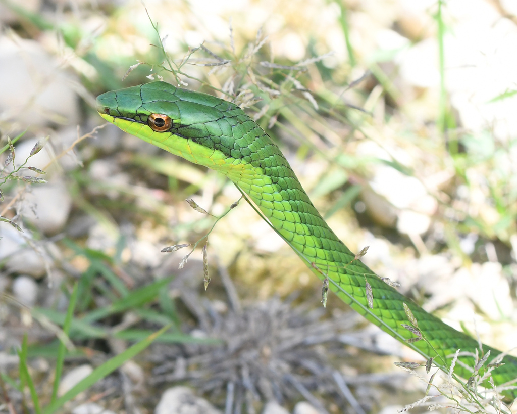 Catesby's Pointed Snake