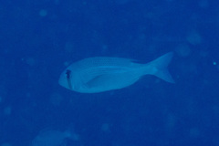 Gymnocranius superciliosus