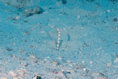 Orange-Barred Garden Eel photo 4