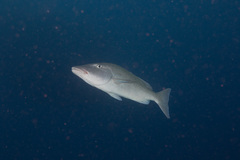 Lethrinus olivaceus