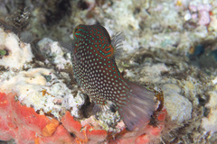 Canthigaster janthinoptera