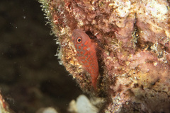 Trimma annosum