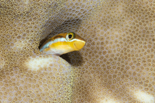 Piano fangblenny (Plagiotremus tapeinosoma) — Blenniidae — 2