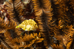 Paraluteres prionurus