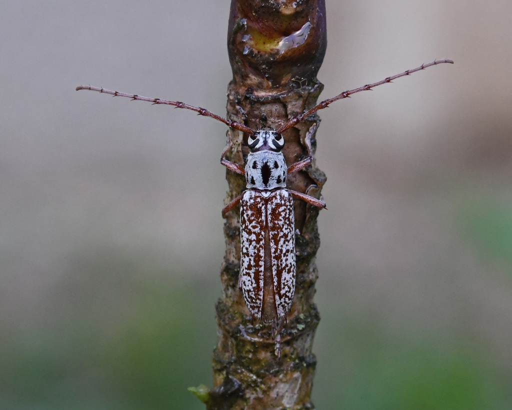 Elaphidion splendidum