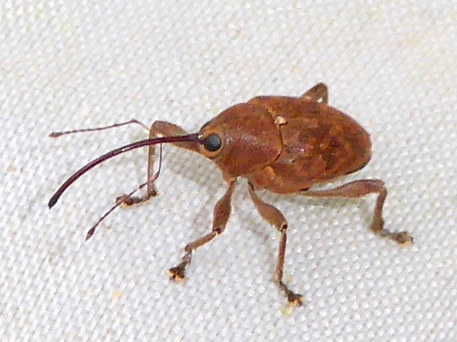 Acorn weevil