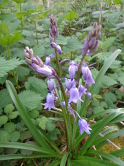 Hyacinthoides