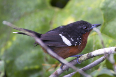 Microrhopias quixensis