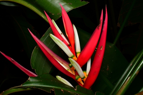 Heliconia farinosa