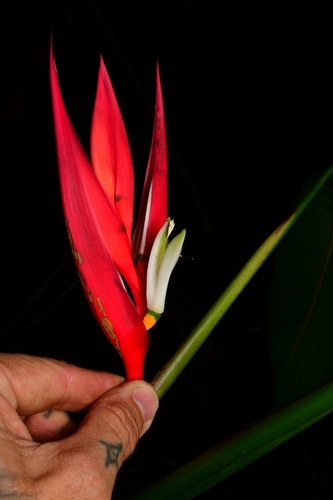 Heliconia farinosa