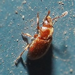 Cryptophagidae