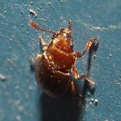 Cryptophagidae