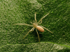 Larinia lineata