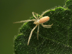 Larinia lineata