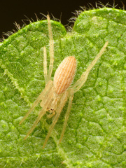 Larinia lineata