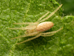 Larinia lineata