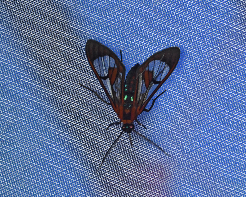 Cosmosoma achemon