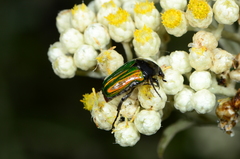 Leucocelis