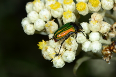 Leucocelis