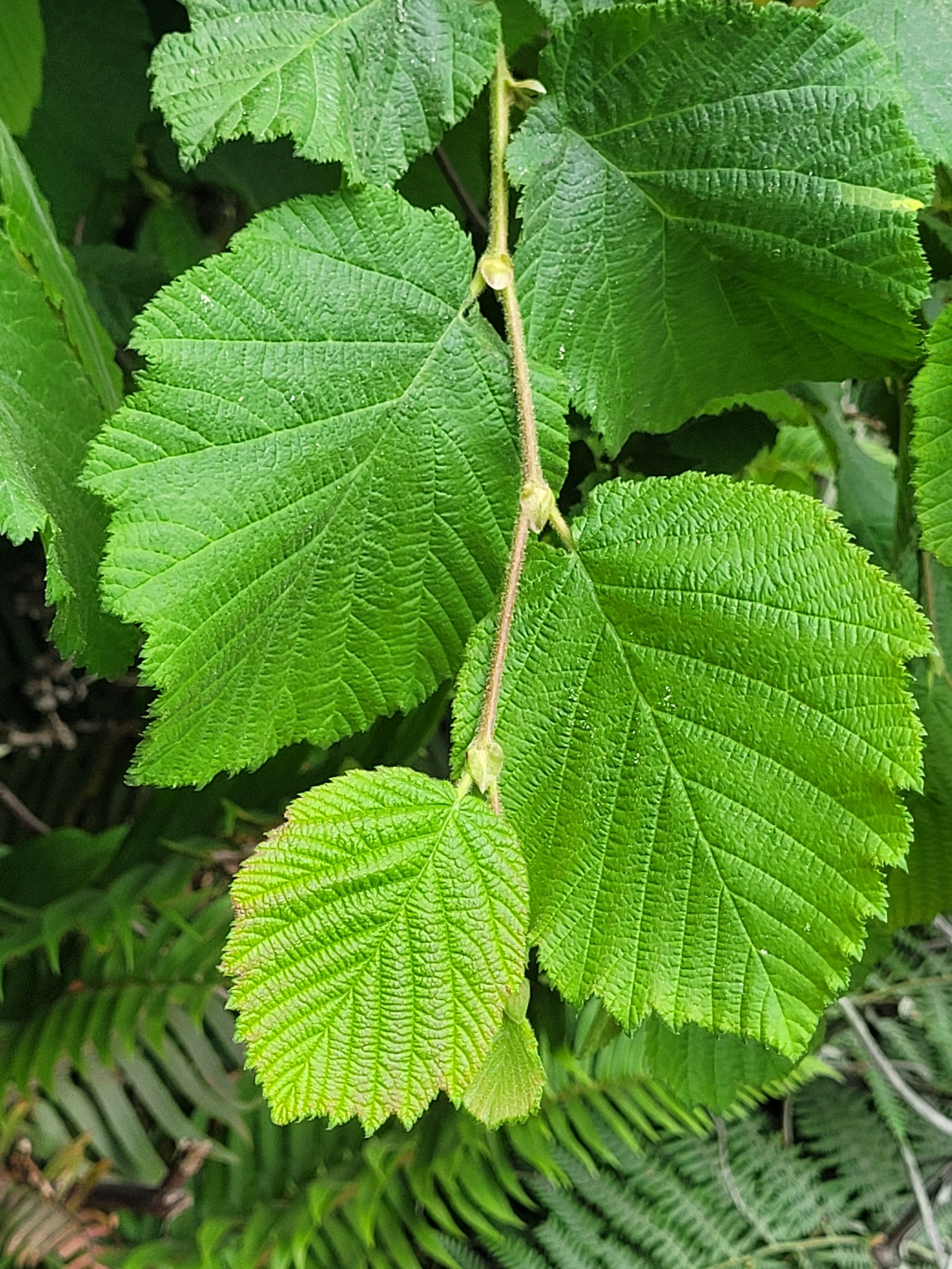 Corylus cornuta ssp. californica