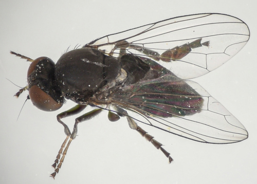 Paraplatypeza coraxa