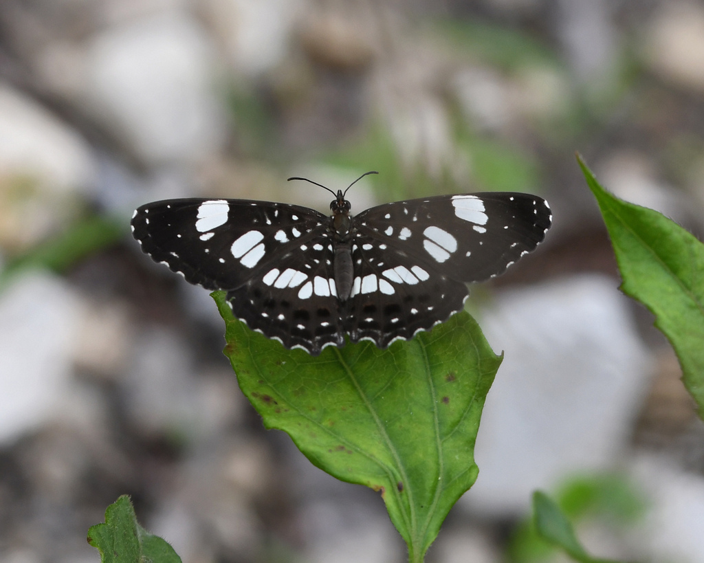 Hispaniolan Archimestra Butterfly