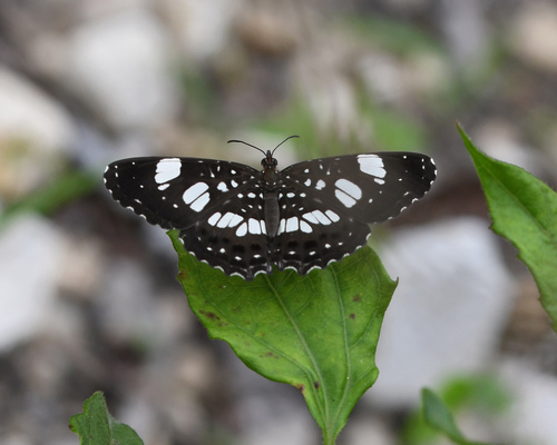 Hispaniolan Archimestra Butterfly