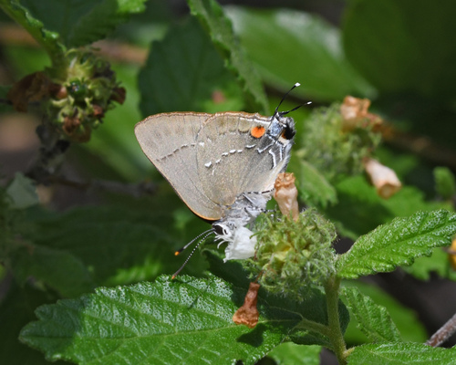 Fidena Hairstreak