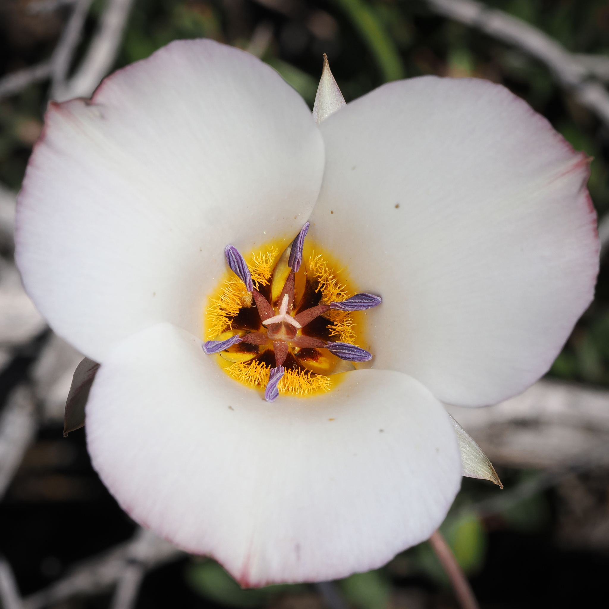 Calochortus panamintensis