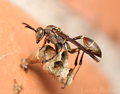 Mischocyttarus wagneri