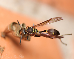 Mischocyttarus wagneri