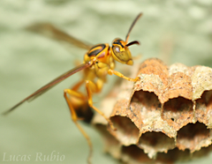 Mischocyttarus cerberus