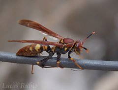 Polistes versicolor