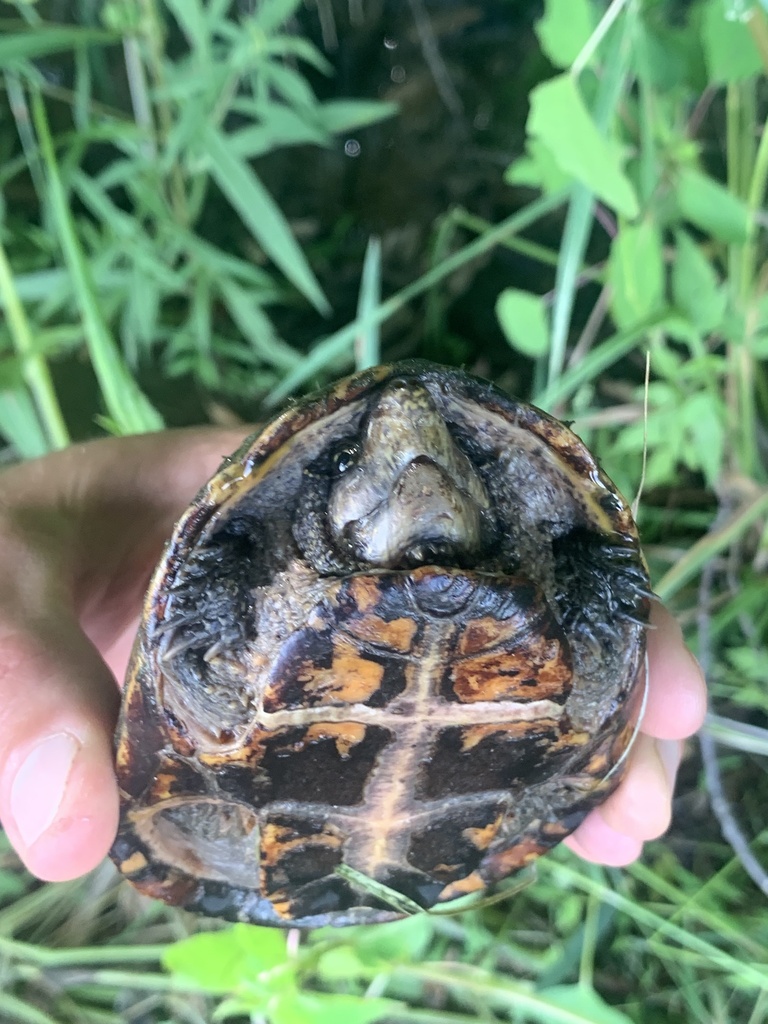 Eastern Musk Turtle from N Lick Creek Rd, Morgantown, IN, US on July 1 ...