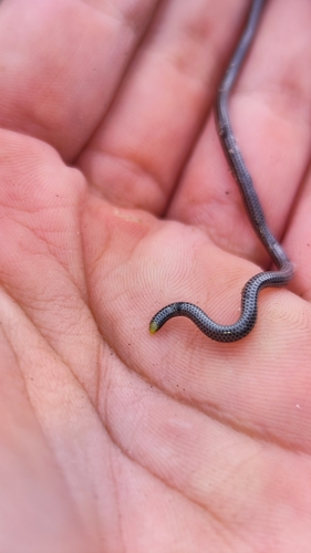 Epictia borapeliotes