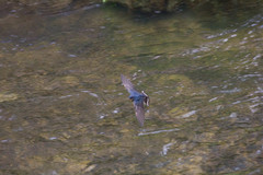 Hirundo rustica