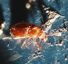 Paratenetus