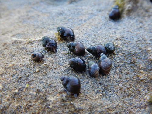 Austrolittorina araucana
