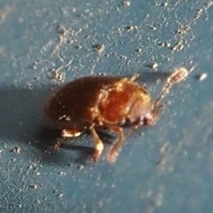 Paratenetus