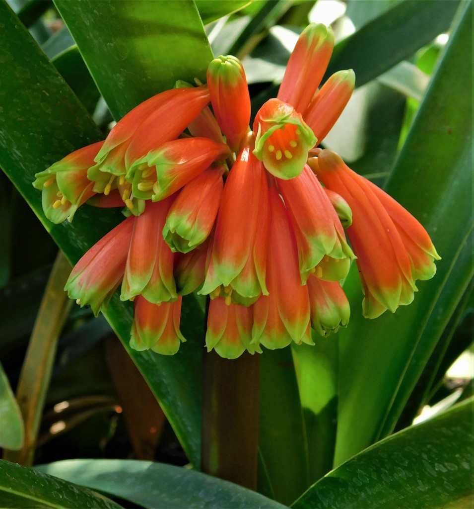 Pondo Bushlily