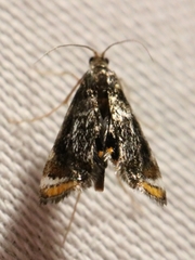Chrysendeton nigrescens