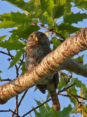Glaucidium gnoma hoskinsii