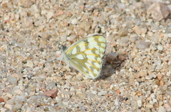 Pontia glauconome