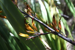 Phormium