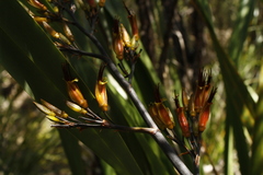 Phormium