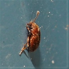 Paratenetus