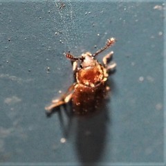 Paratenetus