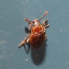 Paratenetus