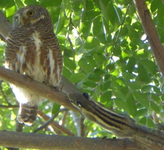 Tamiops mcclellandii