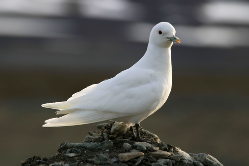 Ivory Gull｜象牙鸥 参考照片